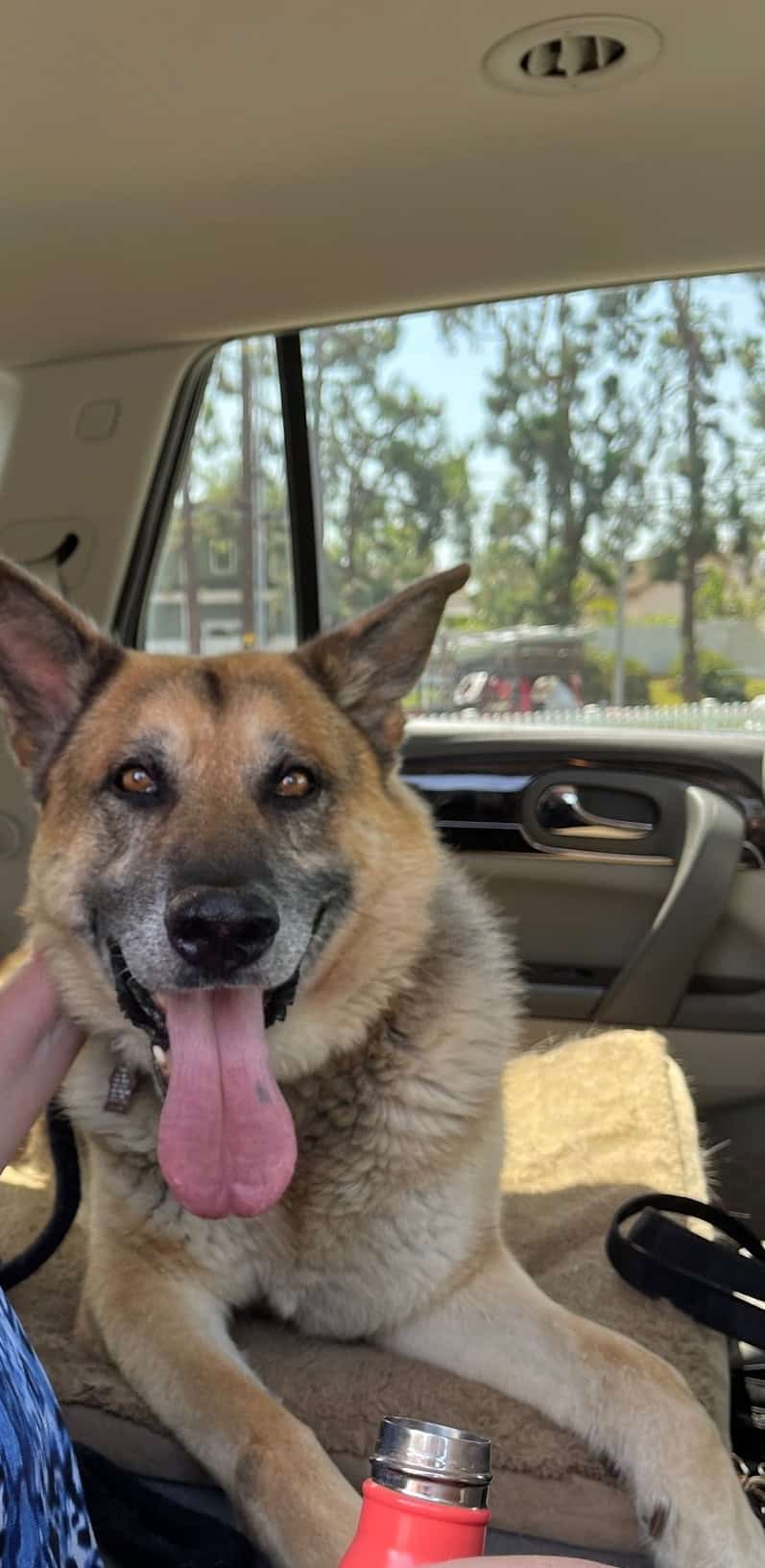 One of Suzanne's dogs