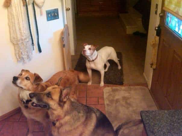 Members of Suzanne's dog family