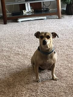 Sadie, Tonya's rescued Chiweenie