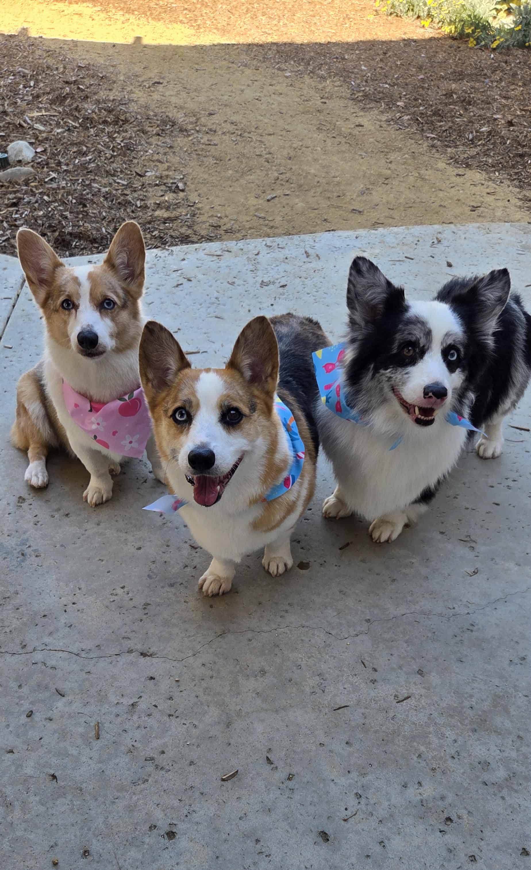 Three of Viki's Corgeez