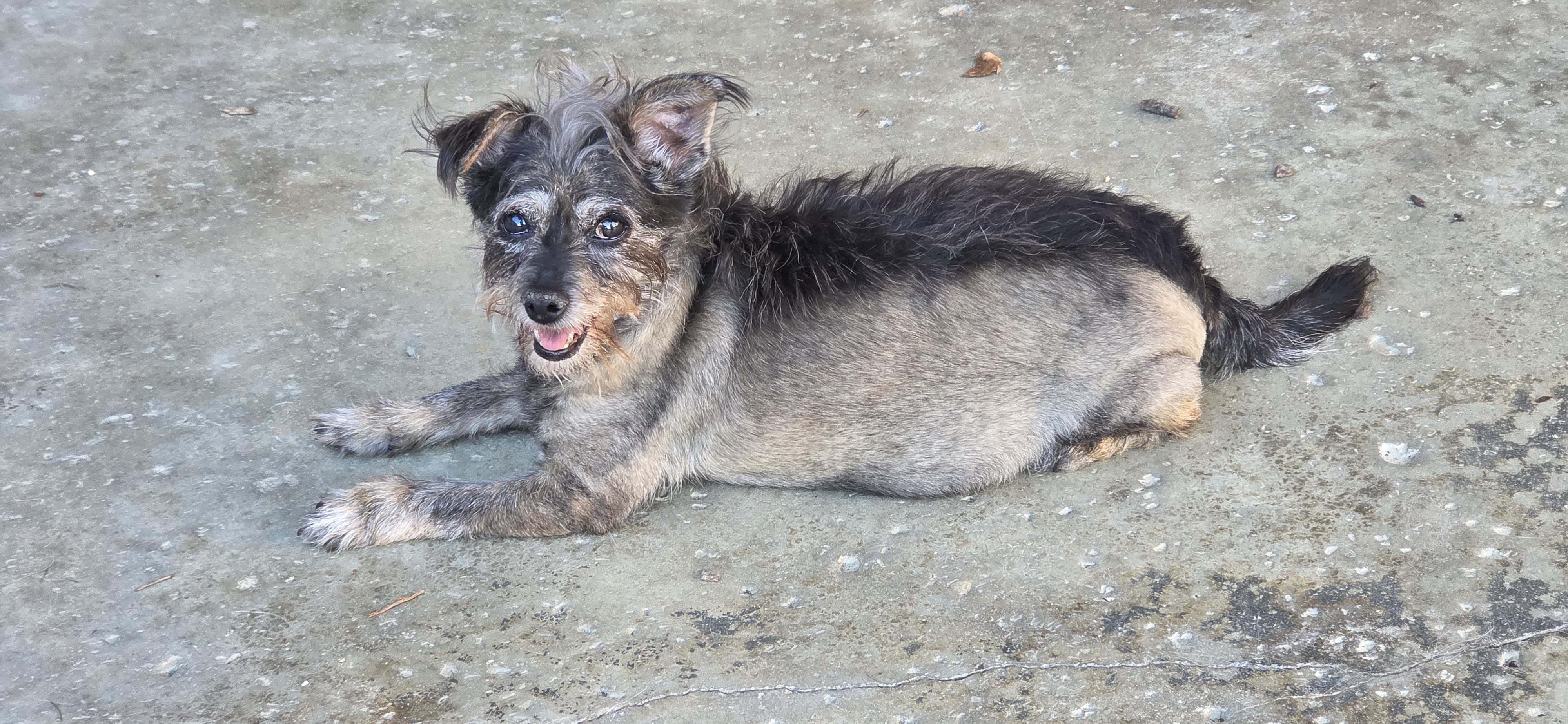 One of Viki's dogs