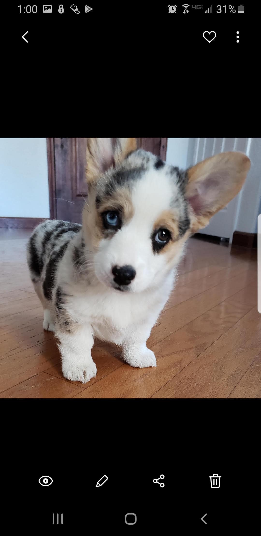 One of Viki's dogs