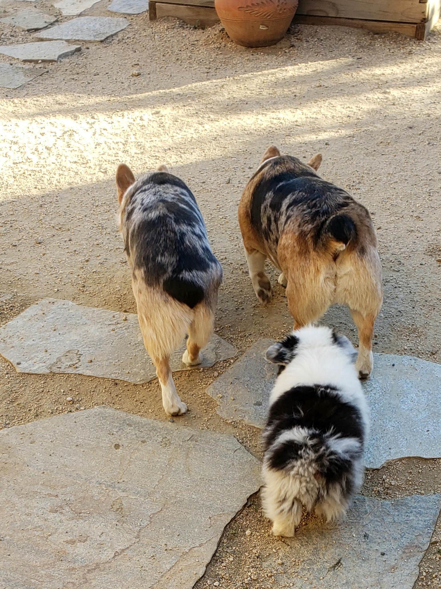 One of Viki's dogs